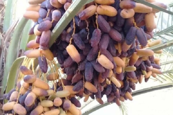 تصویر 3 از فروش خرمای پیارم هرمزگان در تناژ بالا + کیفیت صادراتی