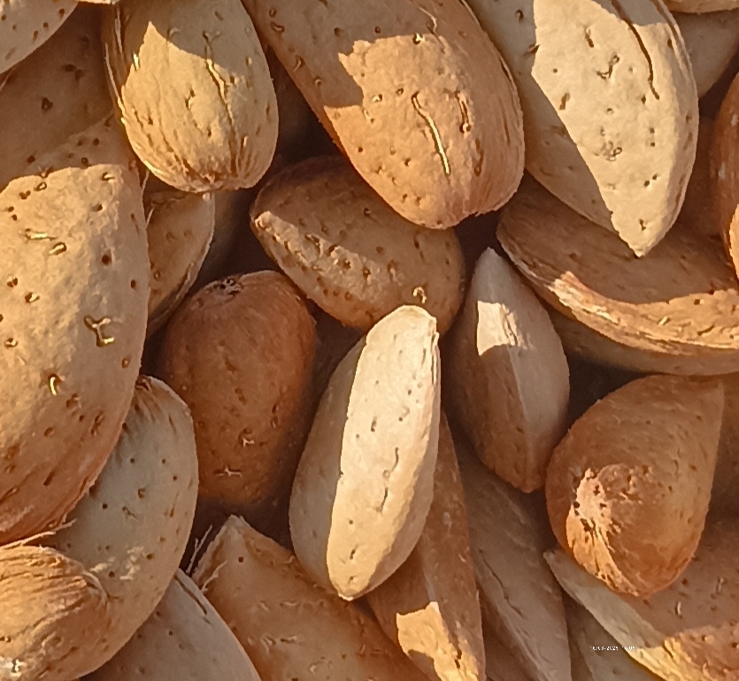 قیمت خرید بادام مرغوب چهار محال بختیاری + خرید به صرفه