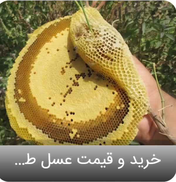 تصویر 5 از خرید عسل وحشی با قیمت باور نکردنی