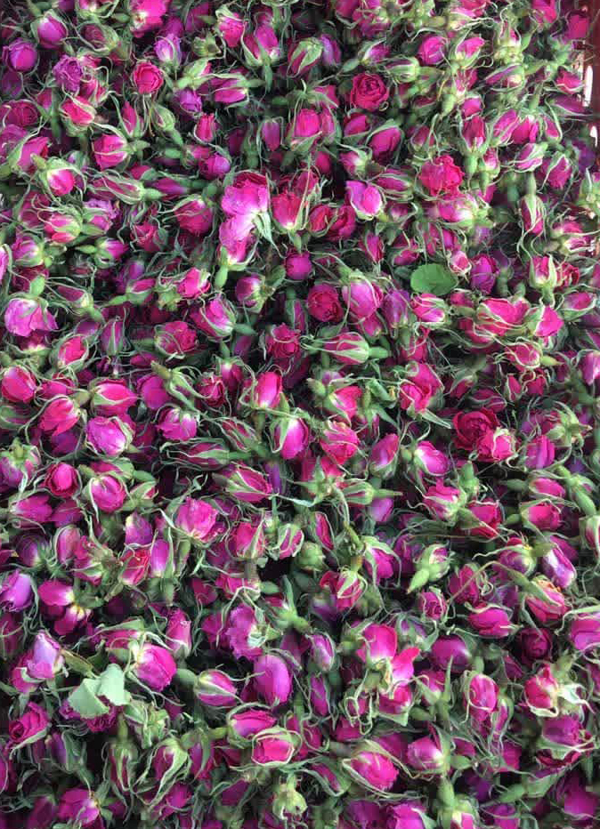 تصویر 1 از فروش عمده غنچه گل محمدی رقم لاله زار کرمان + خرید