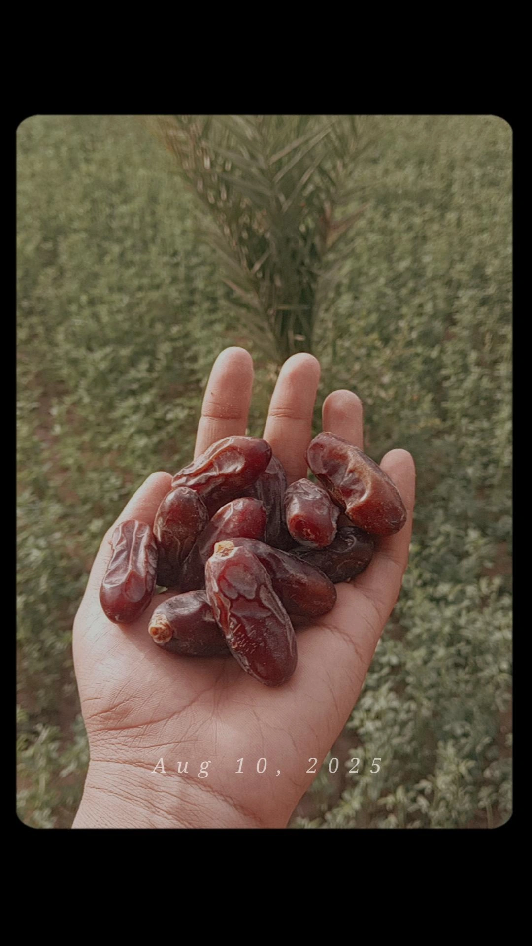تصویر 1 از خرما ربی دلگان خرید