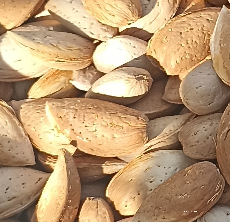 بادام سنگی چهارمحال و بختیاری + خرید عمده