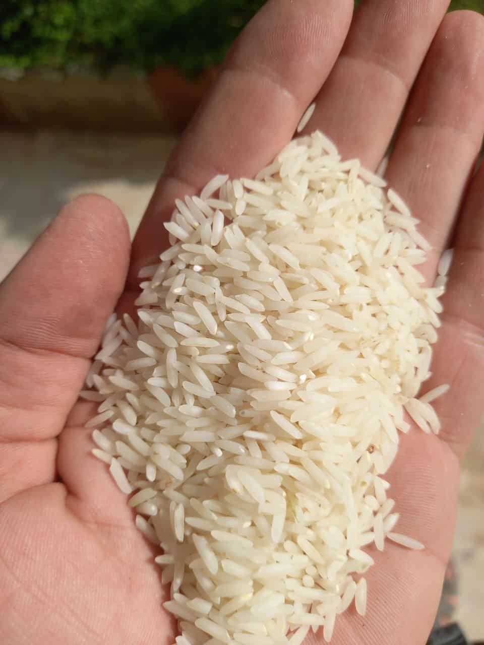 تصویر 4 از قیمت خرید برنج طارم هاشمی اعلا درجه یک