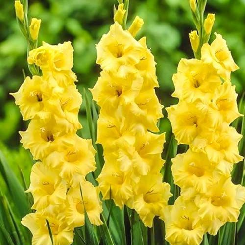 تصویر 2 از فروش عمده و صادرات محور گل شاخه بریده گلایل زرد