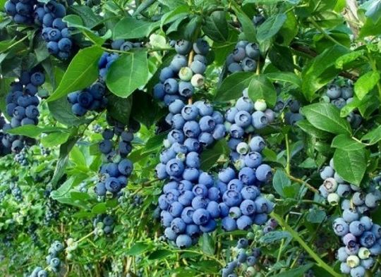 تصویر 2 از فروش صادراتی و درجه یک نهال بلوبری