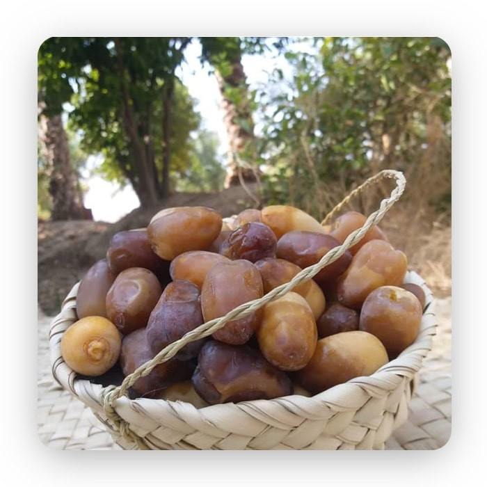 تصویر 3 از قیمت رطب کبکاب خشت + نوبرانه درجه یک