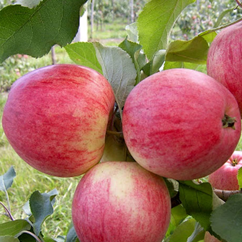 قیمت سیب گالا ارگانیک با شرایط فروش ویژه