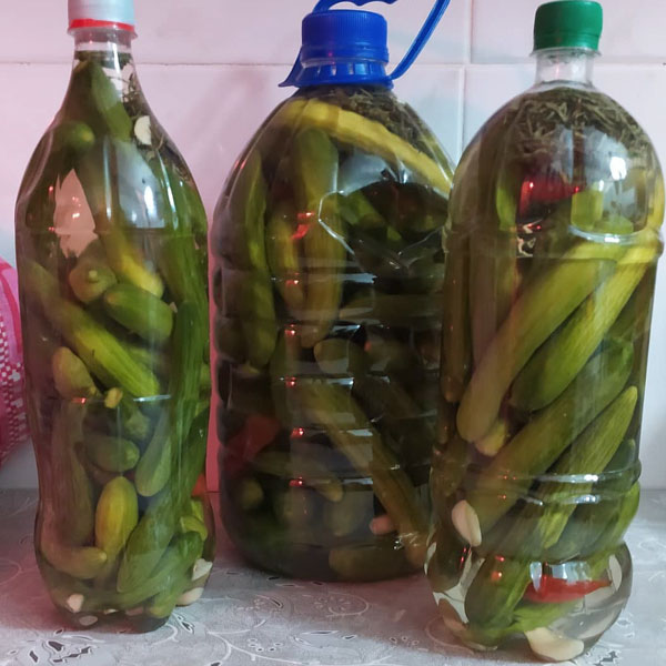 تصویر 3 از خرید خیارشور ممتاز