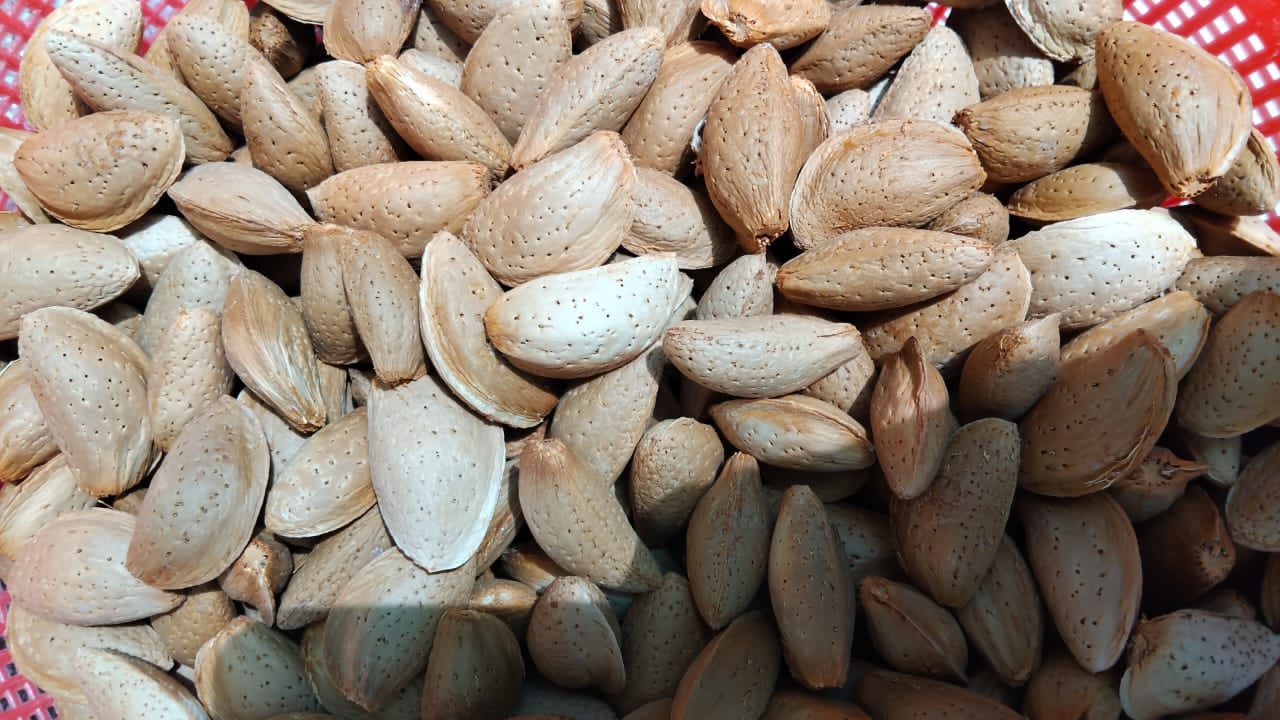 تصویر 2 از فروش بادام سنگی فارس + قیمت استثنایی