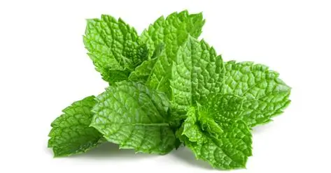 نعناع خشک صادراتی + عطر خوش و خواص درمانی بالا