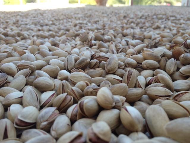 تصویر 1 از قیمت عمده پسته اکبری انس 22 - 24 + رقابتی صادراتی