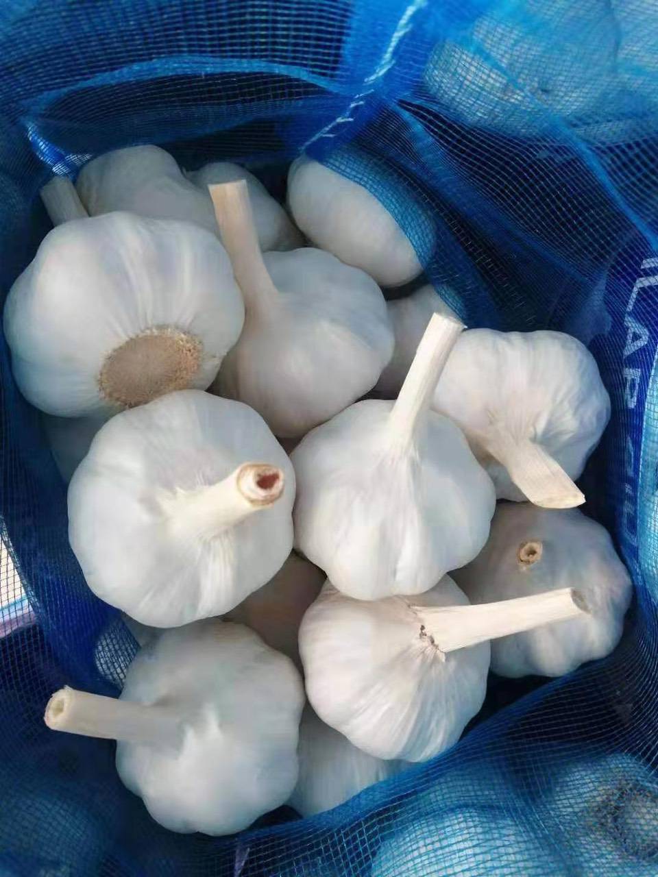 خرید سیر سفید خشک همدان