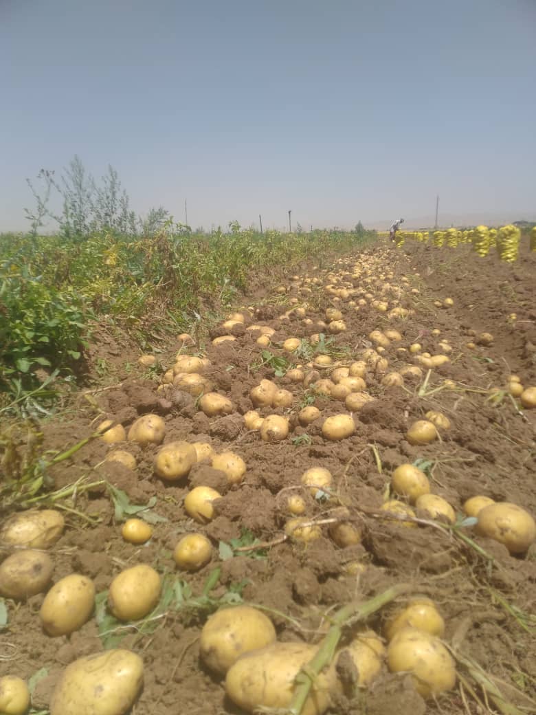 تصویر 1 از سیب زمینی مرغوب رانومی همدان + فروش عمده