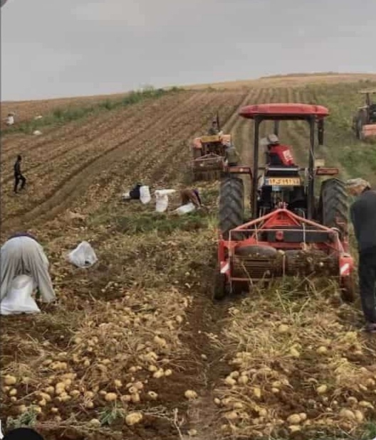 تصویر 2 از سیب‌زمینی عمده دراگا