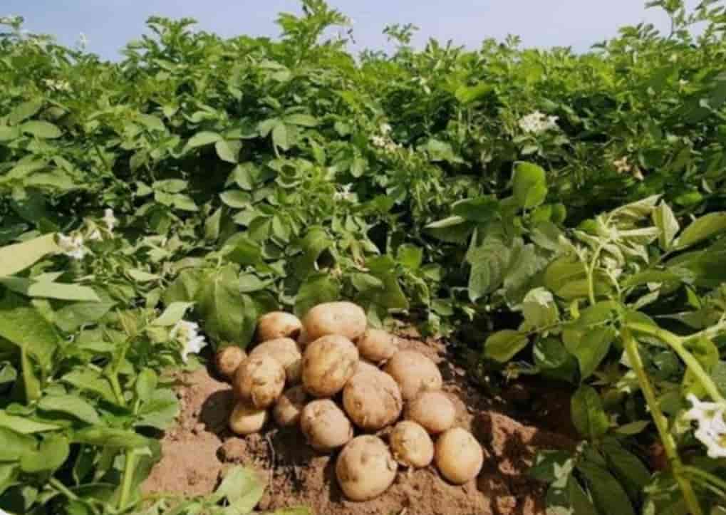 فروش سیب زمینی عمده بورن