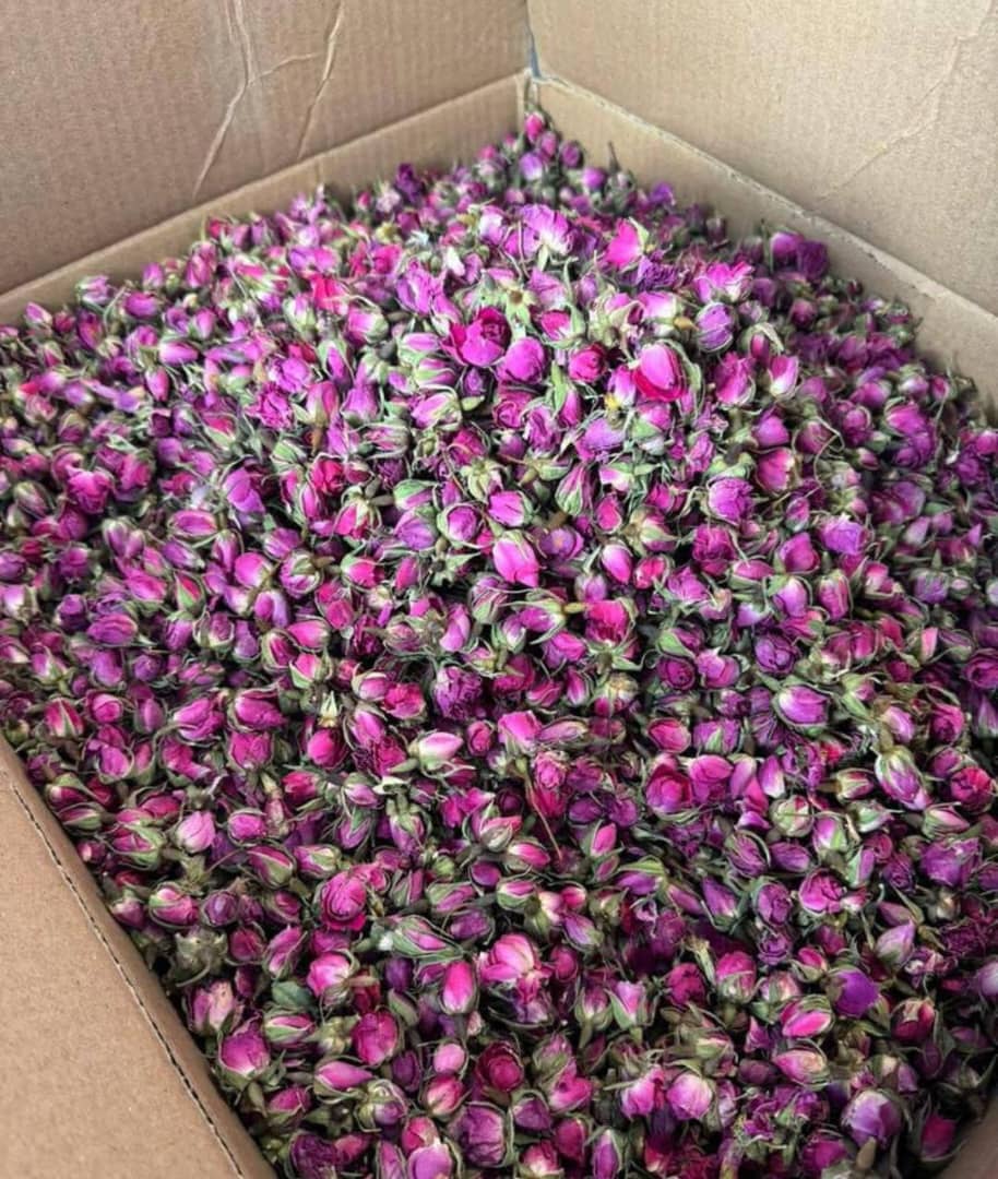 عرضه مستقیم غنچه گل محمدی عمده + خرید به صرفه