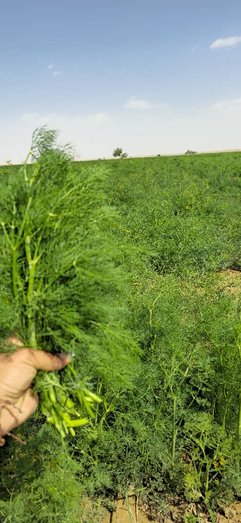 تصویر 1 از شوید خشک برگ + خریدی منصفانه