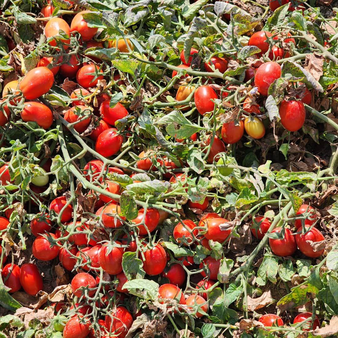 تصویر 3 از گوجه فرنگی هاینز + قیمت باور نکردنی