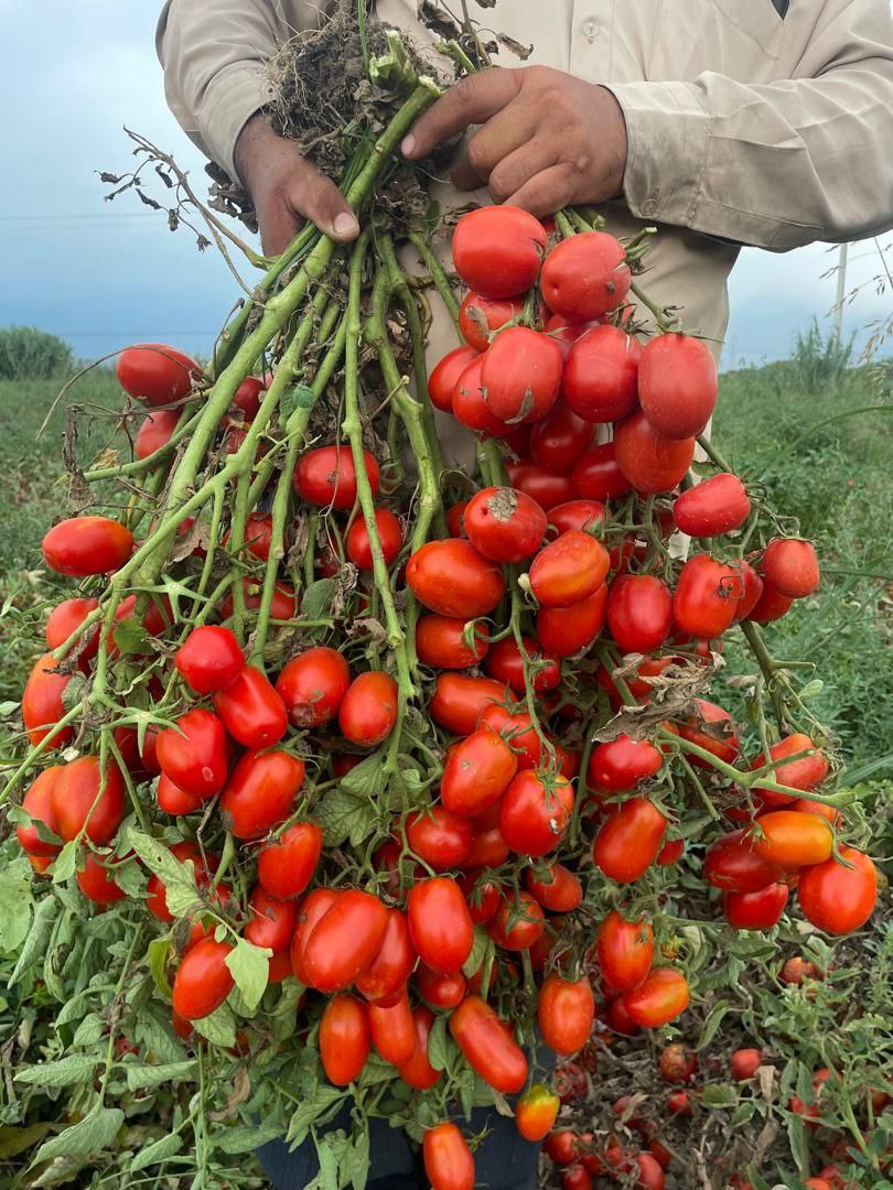 تصویر 2 از گوجه فرنگی هاینز + قیمت باور نکردنی
