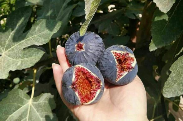 تصویر 3 از خرید انجیر خشک پرک + ممتازه استهبان