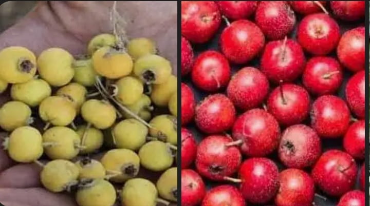 تصویر 1 از فروش زالزالک وحشی + قیمت خرید استثنائی