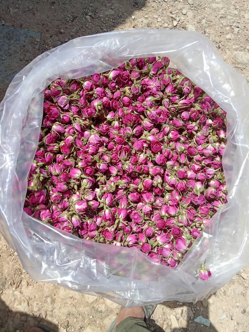غنچه گل محمدی + خرید عمده