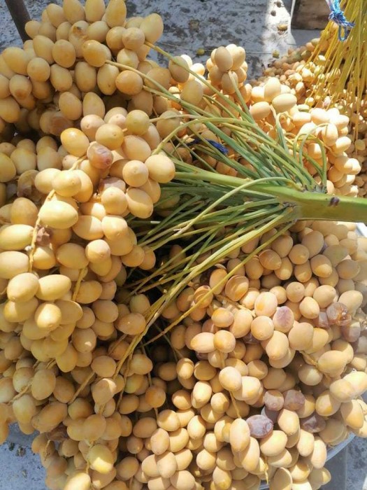 قیمت خارک خرما