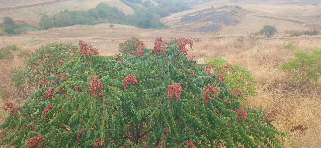 تصویر 1 از قیمت خرید سماق مرغوب