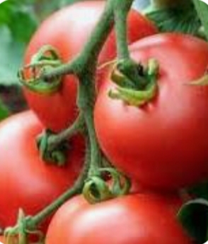 تصویر 2 از قیمت رب گوجه‌ فرنگی متمایز + محصولی متمایز