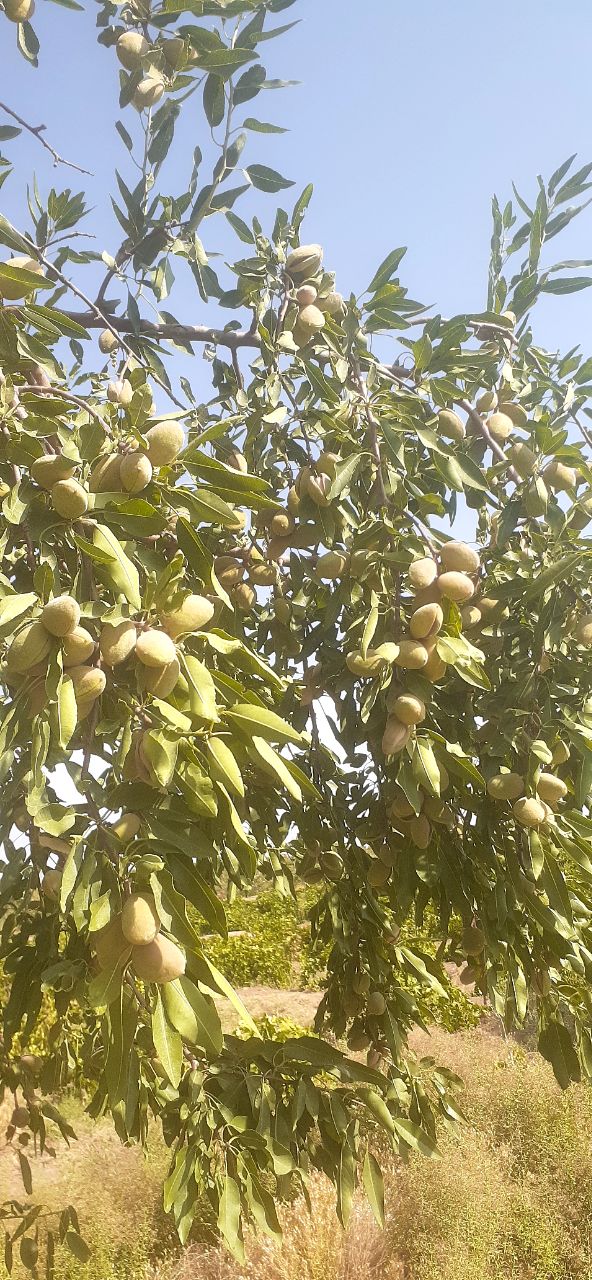 تصویر 1 از بادام سنگی تازه شهرخشکرود