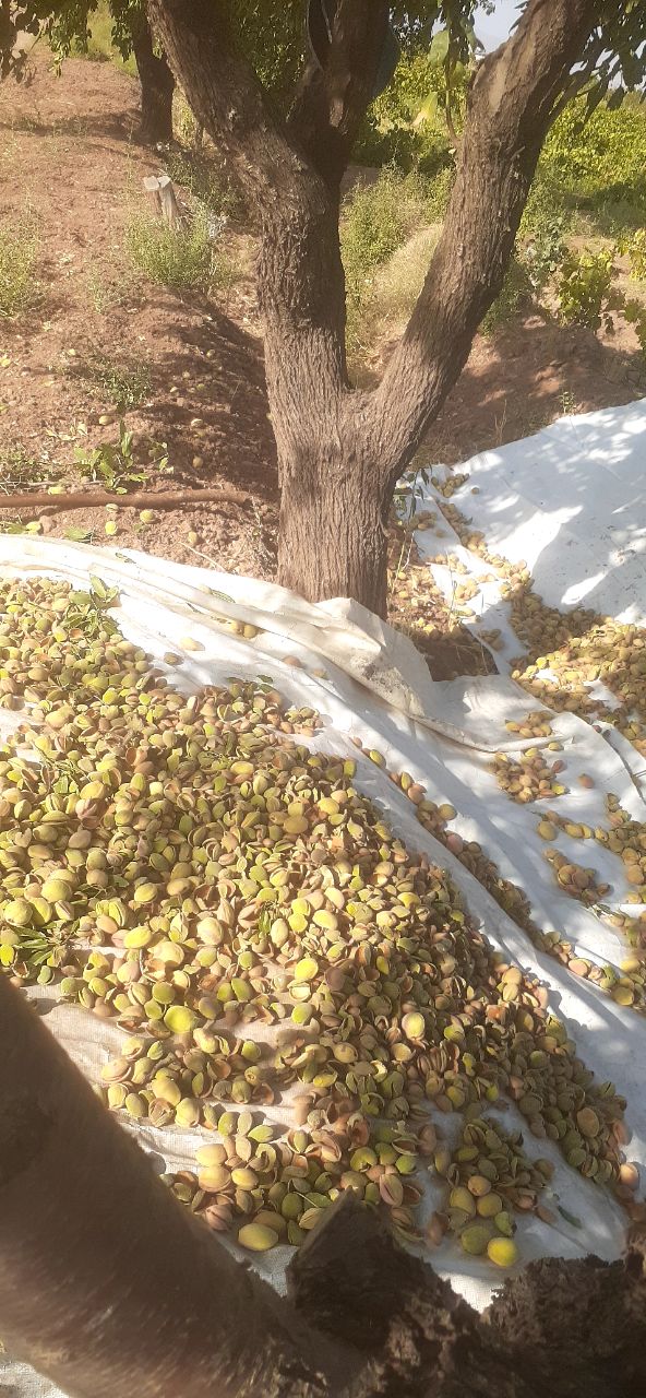 تصویر 2 از بادام سنگی تازه شهرخشکرود