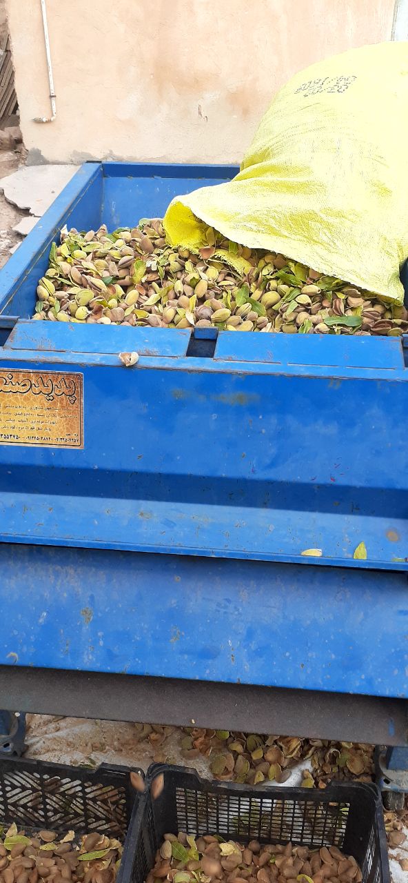 تصویر 3 از بادام سنگی تازه شهرخشکرود