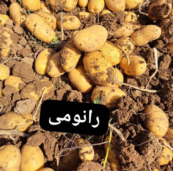 تصویر 1 از خرید عمده سیب زمینی رانومی