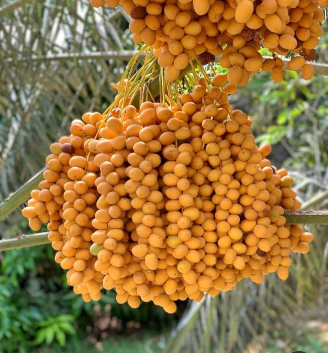 قیمت خرید به صرفه خرمای خارک بوشهر