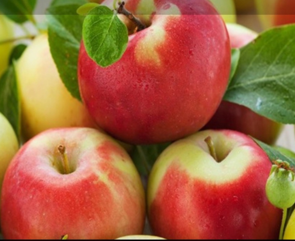 تصویر 3 از قیمت سیب تابستانه دو رنگ فروش استثنایی