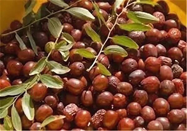 تصویر 1 از خرید عناب مرغوب