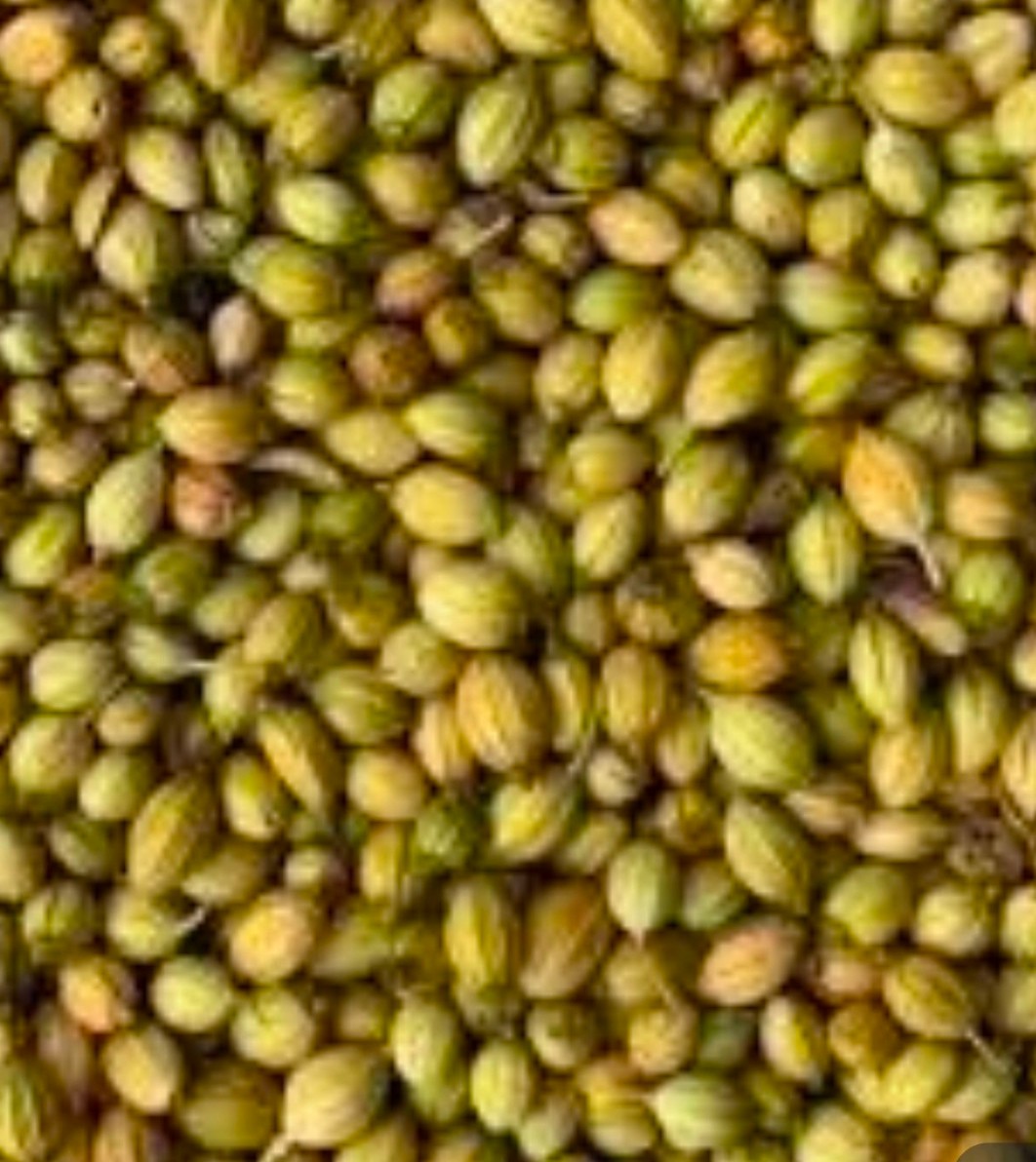 تصویر 1 از فروش بذرگشنیز آناهیتا با جوانه زنی عالی و مقاومت بالا