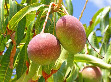 تصویر 3 از فروش عمده انبه صادراتی بلوچستان + بسته بندی طبق سفارش
