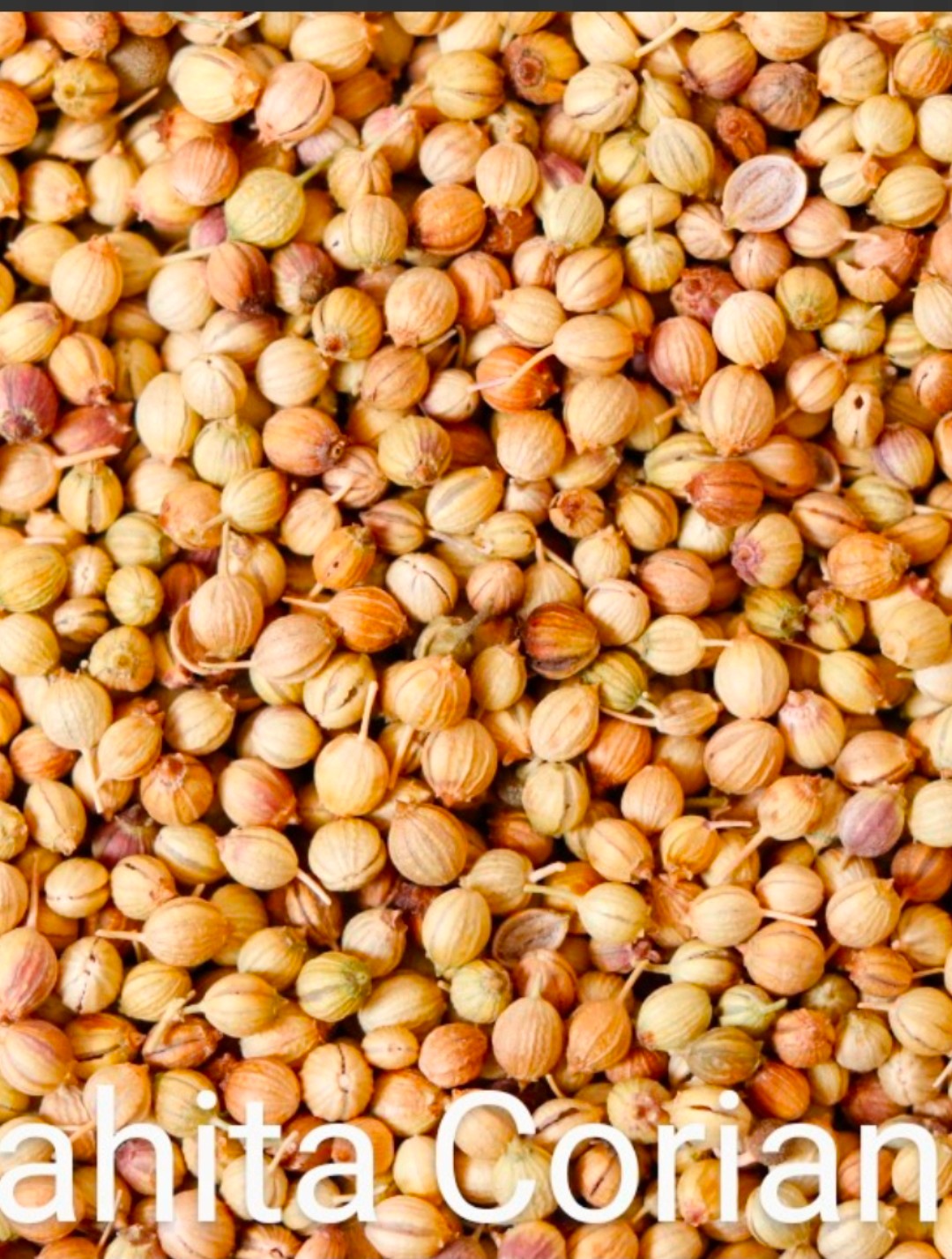 تصویر 1 از خرید بذر گشنیز آناهیتا + سریع و آسان