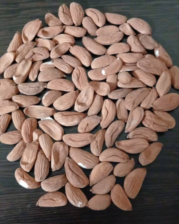تصویر 4 از خرید و فروش بادام مامایی درجه یک + قیمت رقابتی
