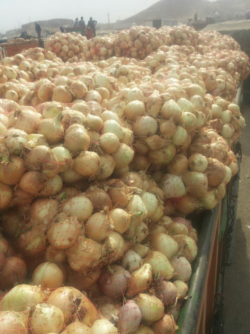 تصویر 1 از فروش عمده پیاز سایز درشت