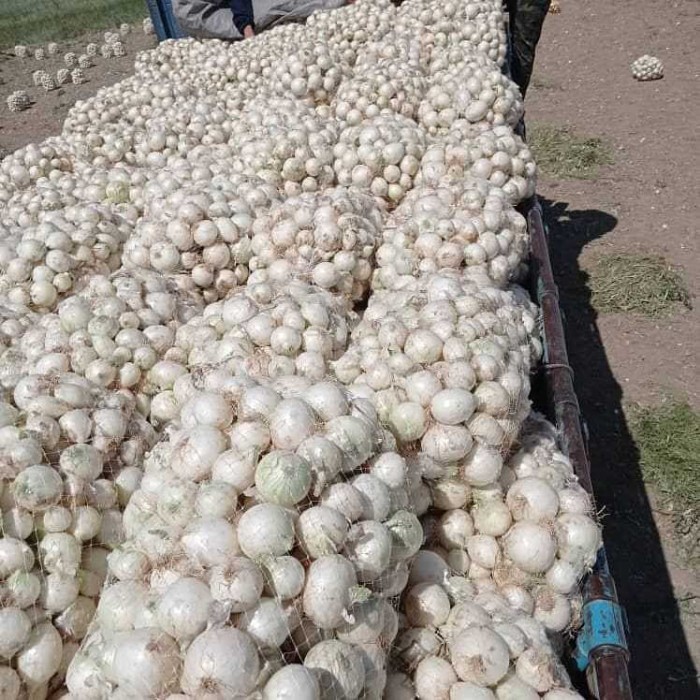 تصویر 1 از فروش عمده پیاز در بازار داخلی