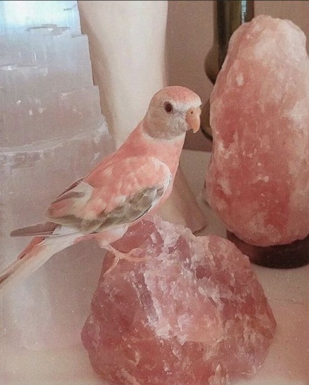 تصویر 2 از سنگ نمک صورتی خرید فروش صادراتی عمده