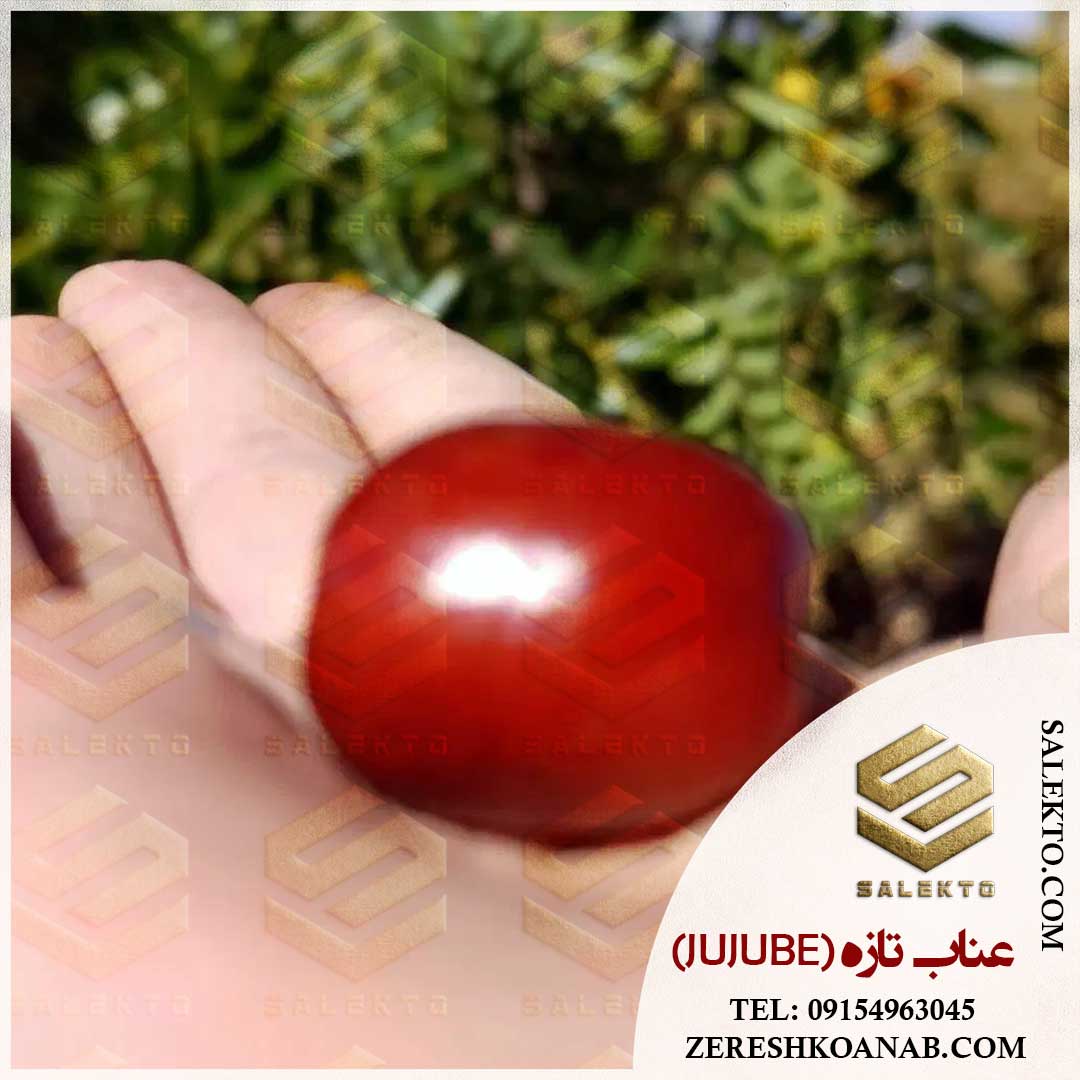 عناب تازه با رنگ سبز و قرمز و طعم عالی