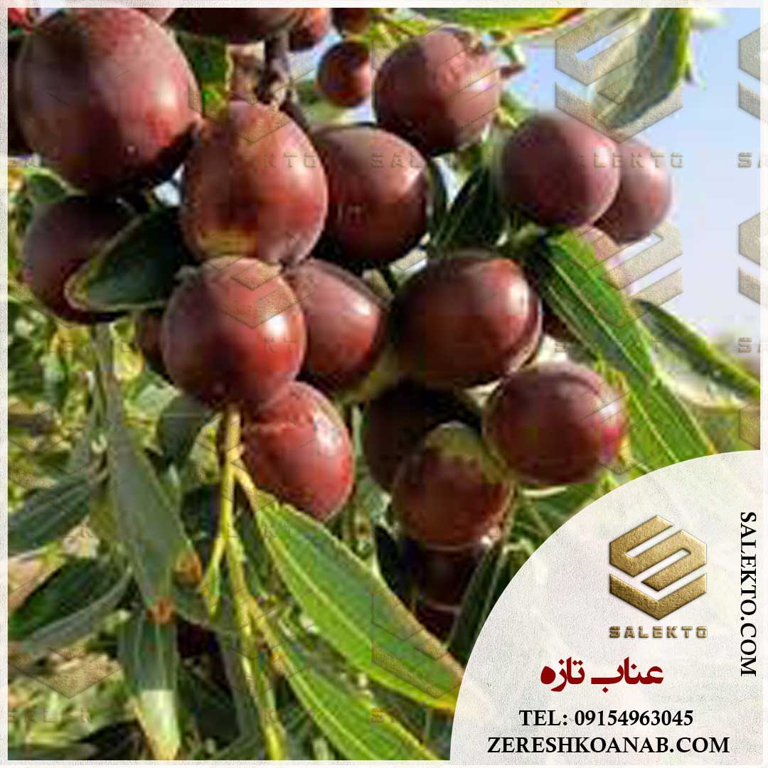 تصویر 1 از عناب تازه با رنگ سبز و قرمز و طعم عالی