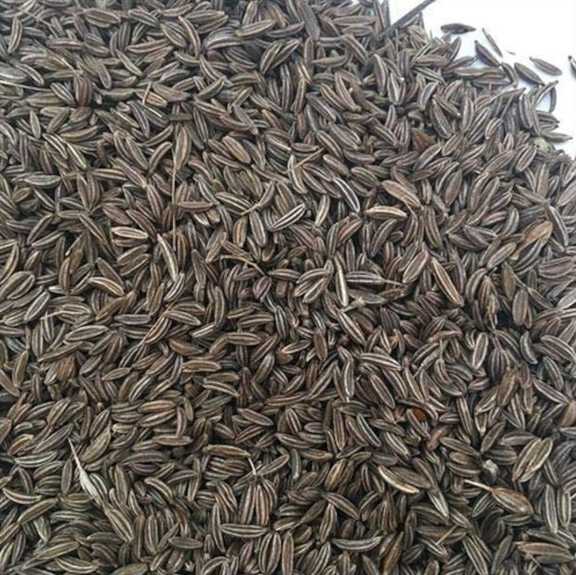 تصویر 5 از زیره کوهی تمیز شده صادراتی