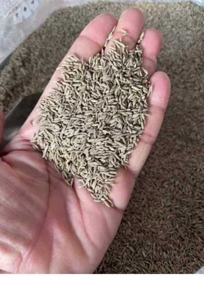 تصویر 3 از زیره کوهی تمیز شده صادراتی