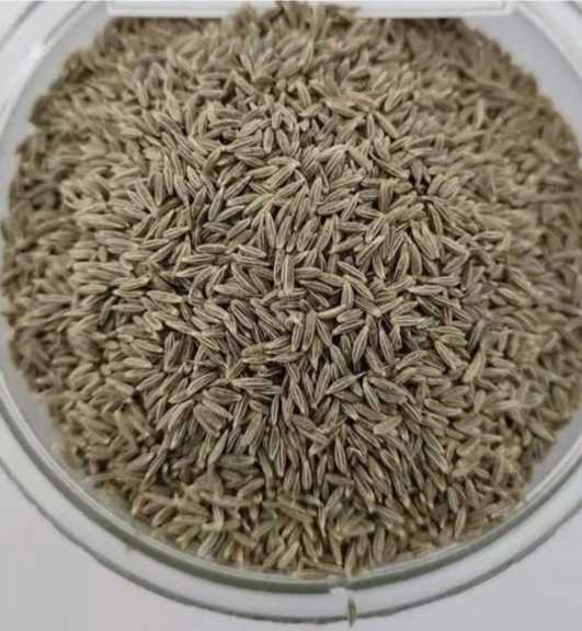 تصویر 2 از زیره کوهی تمیز شده صادراتی