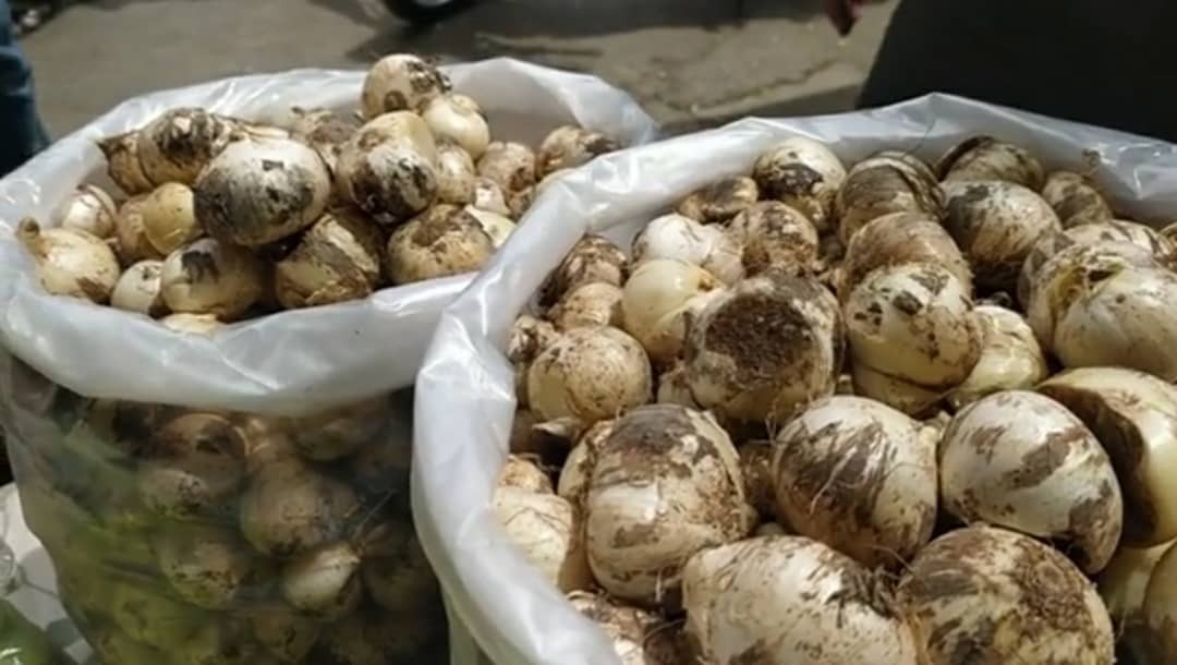 قیمت عمده فروش موسیر کوهی