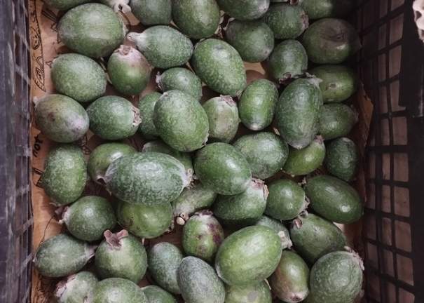 تصویر 2 از مرکز فروش عمده نهال فیجوا شمال